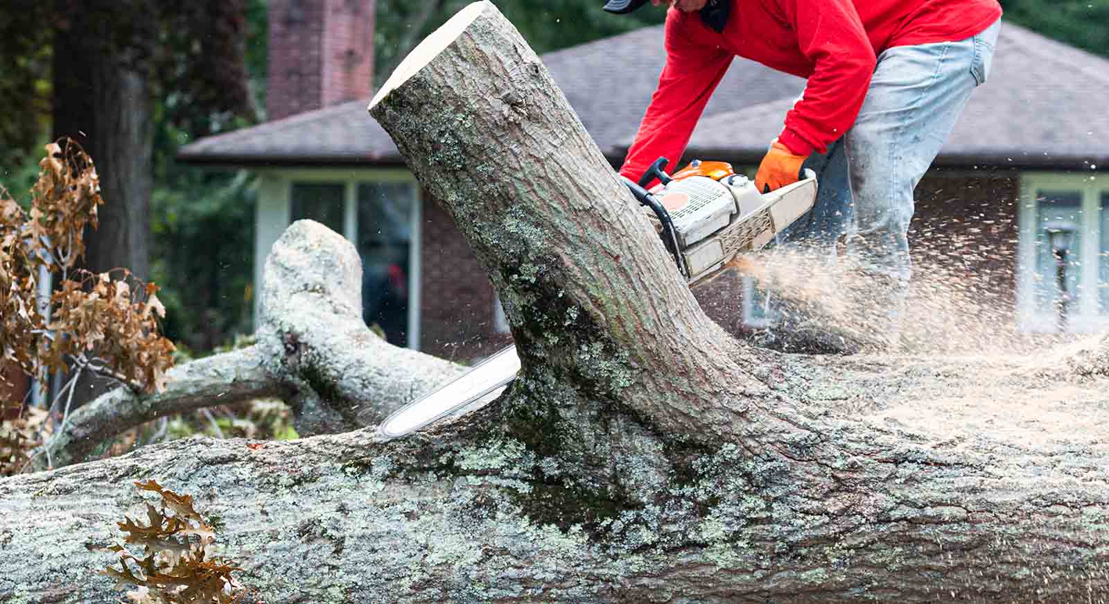 A landscaper is removing a tree that fell during a storm using a chainsaw to slice it into pieces.