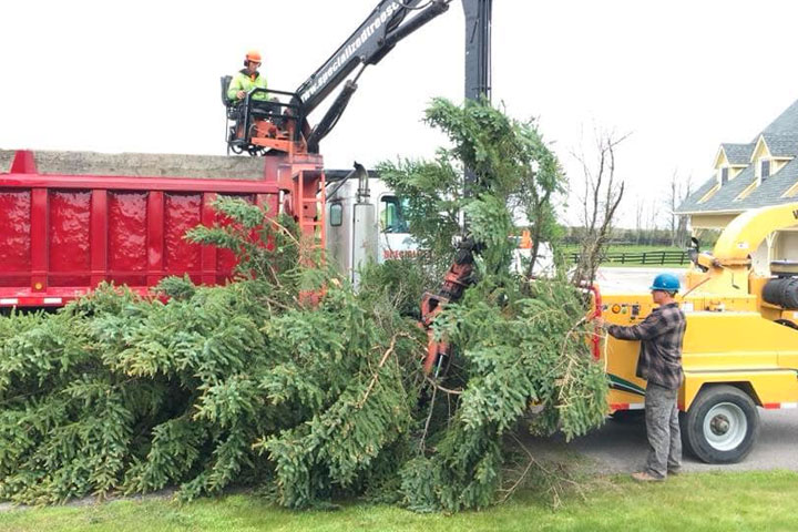 Specialized Tree Service in Elma, NY & Erie County 